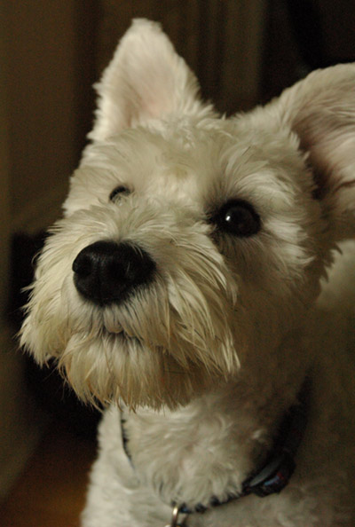 alfie.jpg