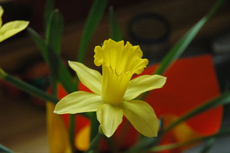 daffodil.jpg