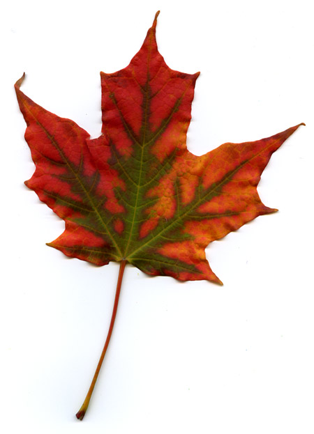 leaf2005.jpg