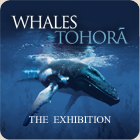 Check out Whales Tohora at the Museum of Nature